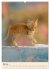 Katzen von Rhodos (Wandkalender 2026... - Bild 11