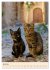 Katzen von Rhodos (Wandkalender 2026... - Bild 12