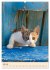 Katzen von Rhodos (Wandkalender 2026... - Bild 13