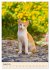 Katzen von Rhodos (Wandkalender 2026... - Bild 14
