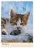 Katzen von Rhodos (Wandkalender 2026... - Bild 5