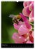 Bienen und Hummeln (Wandkalender 2026... - Bild 14