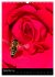 Bienen und Hummeln (Wandkalender 2026... - Bild 15