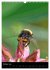 Bienen und Hummeln (Wandkalender 2026... - Bild 3