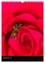 Bienen und Hummeln (Wandkalender 2026... - Bild 5
