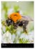 Bienen und Hummeln (Wandkalender 2026... - Bild 9