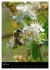 Bienen und Hummeln (Wandkalender 2026... - Bild 10