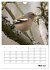 Amsel, Drossel, Fink und Star -... - Bild 11