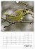 Amsel, Drossel, Fink und Star -... - Bild 14