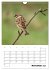 Amsel, Drossel, Fink und Star -... - Bild 4