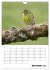 Amsel, Drossel, Fink und Star -... - Bild 5