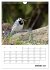 Amsel, Drossel, Fink und Star -... - Bild 7