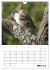 Amsel, Drossel, Fink und Star -... - Bild 9