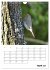 Amsel, Drossel, Fink und Star -... - Bild 10