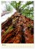 Redwoods - Faszination Mammutbäume... - Bild 11