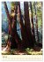 Redwoods - Faszination Mammutbäume... - Bild 13