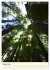 Redwoods - Faszination Mammutbäume... - Bild 14