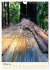 Redwoods - Faszination Mammutbäume... - Bild 3