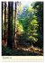 Redwoods - Faszination Mammutbäume... - Bild 4