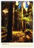 Redwoods - Faszination Mammutbäume... - Bild 5
