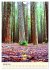 Redwoods - Faszination Mammutbäume... - Bild 7