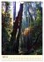 Redwoods - Faszination Mammutbäume... - Bild 10