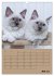Ragdolls zum Verlieben (Wandkalender... - Bild 13