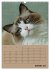 Ragdolls zum Verlieben (Wandkalender... - Bild 7