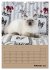 Ragdolls zum Verlieben (Wandkalender... - Bild 8