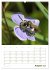 Wildbienen-Terminplaner 2026... - Bild 14