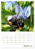 Wildbienen-Terminplaner 2026... - Bild 3