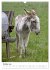 Die Esel sind los (Wandkalender 2026... - Bild 3