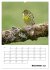 Amsel, Drossel, Fink und Star -... - Bild 5