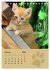 Wilde Tätzchen, kleine wilde Katzen... - Bild 8