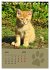 Wilde Tätzchen, kleine wilde Katzen... - Bild 10