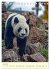 Riesenpanda (Tischkalender 2026 DIN A5... - Bild 11