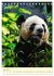 Riesenpanda (Tischkalender 2026 DIN A5... - Bild 12