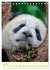 Riesenpanda (Tischkalender 2026 DIN A5... - Bild 13