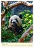 Riesenpanda (Tischkalender 2026 DIN A5... - Bild 15