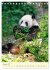 Riesenpanda (Tischkalender 2026 DIN A5... - Bild 8
