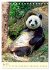 Riesenpanda (Tischkalender 2026 DIN A5... - Bild 10