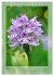 Deutschlands wilde Orchideen... - Bild 13