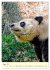 Riesenpanda (hochwertiger Premium... - Bild 13