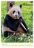 Riesenpanda (hochwertiger Premium... - Bild 6