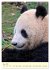 Riesenpanda (hochwertiger Premium... - Bild 8
