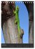 GECKOS (Tischkalender 2026 DIN A5... - Bild 12