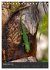 GECKOS (Tischkalender 2026 DIN A5... - Bild 15