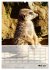Erdmännchen - Afrikas liebenswerte... - Bild 11