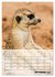 Erdmännchen - Afrikas liebenswerte... - Bild 4