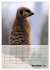Erdmännchen - Afrikas liebenswerte... - Bild 5